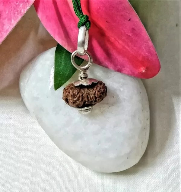 15 Mukhi Indonesian Rudraksha