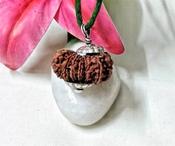 15 Mukhi Rudraksha Nepal
