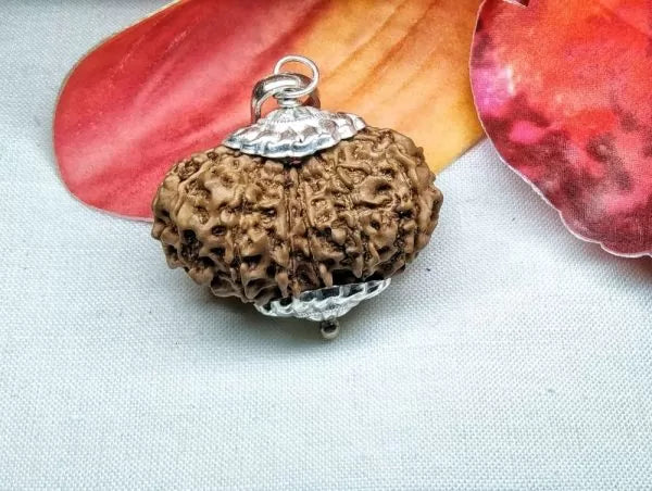 15 Mukhi Rudraksha Nepal 31 mm