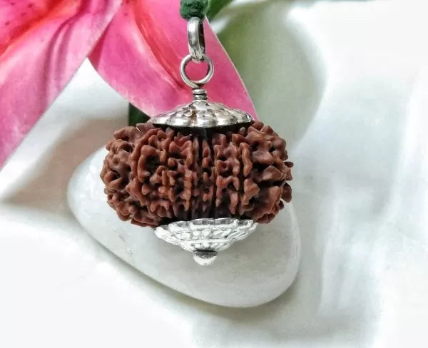 15 Mukhi Rudraksha Nepal 35 mm