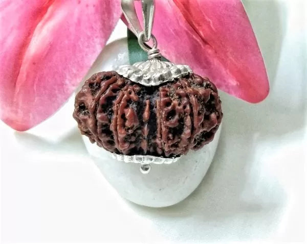 15 Mukhi Rudraksha Nepal 32 mm