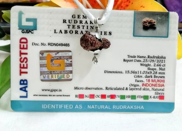 18 Mukhi Rudraksha Indonesia 15 mm