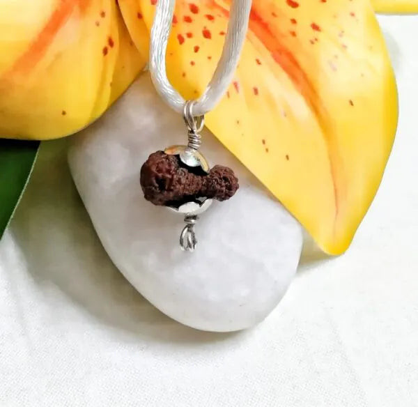 18 Mukhi Rudraksha Indonesia 15 mm