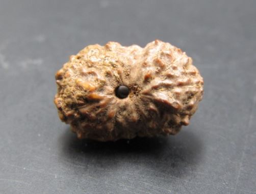 15 Mukhi Indonesian Rudraksha Beads