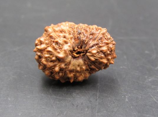 15 Mukhi Rudraksha Indonesia 17 mm