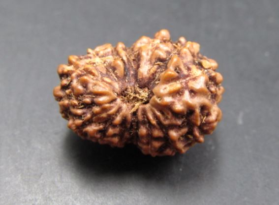 Buy 15 Mukhi Rudraksha Indonesia