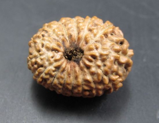 Original 15 Mukhi Indonesian Rudraksha Beads