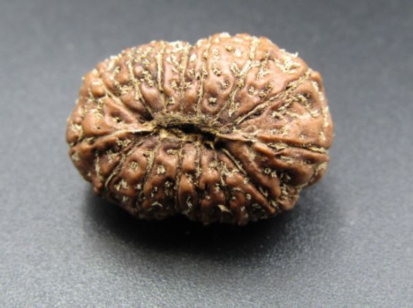 15 Mukhi Rudraksha Indonesia 22 mm