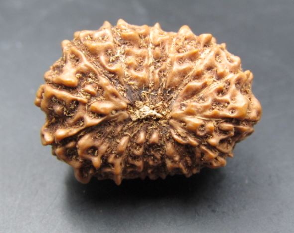 15 Mukhi Rudraksha Indonesia 23 mm