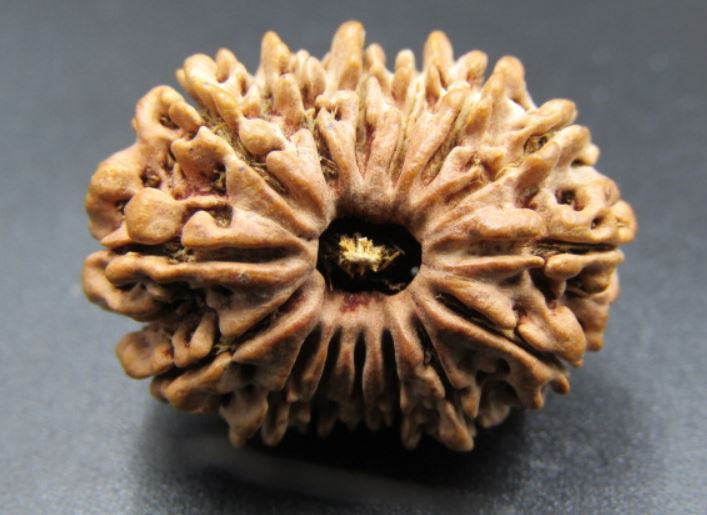 15 Mukhi Rudraksha Nepal 25 mm