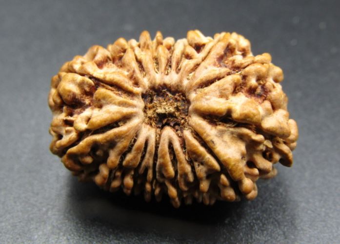 15 Mukhi Rudraksha Nepal 26 mm