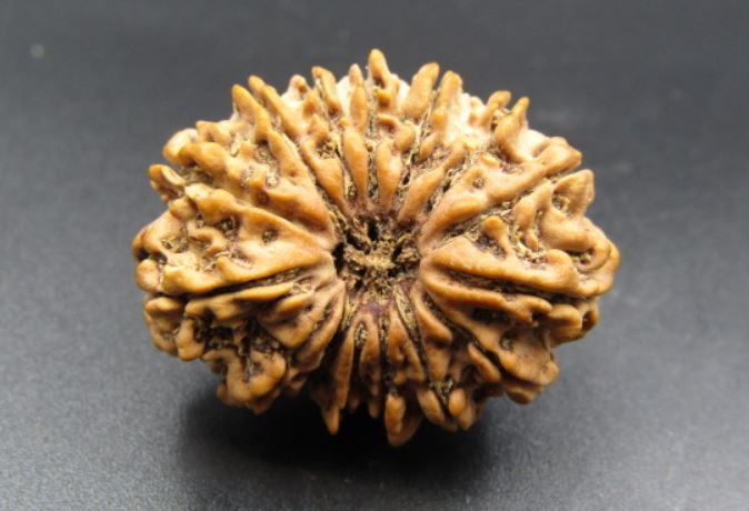 15 Mukhi Rudraksha Nepal