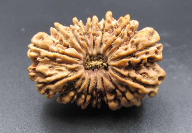 15 Mukhi Rudraksha Nepal Beads