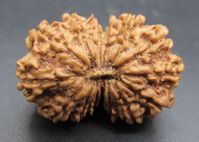 15 Mukhi Rudraksha Nepal 31 mm