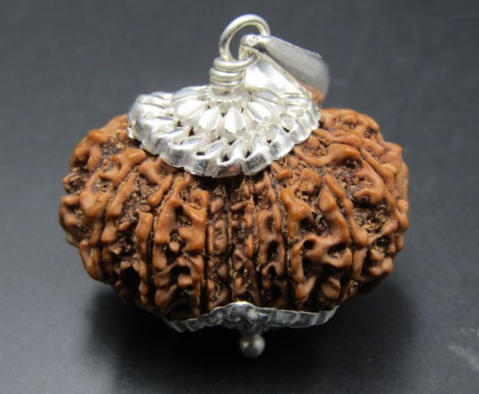 15 Mukhi Rudraksha Nepal 32 mm