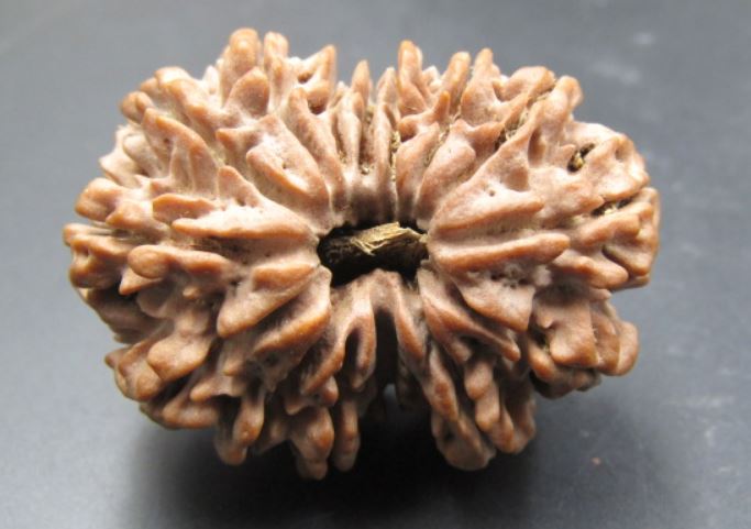 15 Mukhi Rudraksha Nepal 35 mm