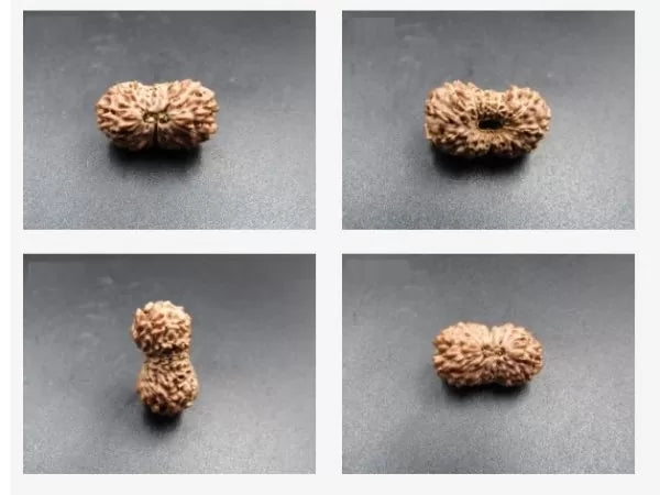 16 mukhi Rudraksha Indonesia 21 mm