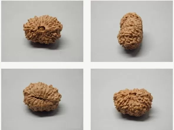 16 Mukhi Rudraksha Indonesia 23 mm