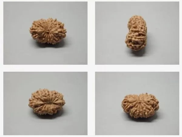 16 Mukhi Rudraksha Indonesia 22 mm