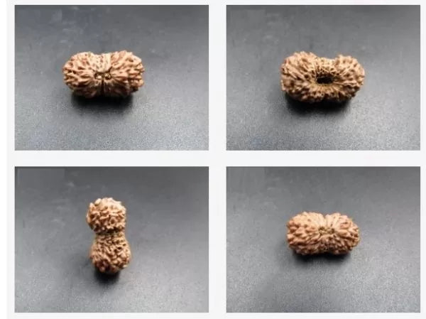 16 Mukhi Rudraksha Indonesia 16 mm