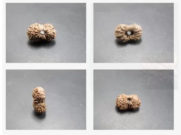 16 Mukhi Rudraksha Indonesia 11 mm