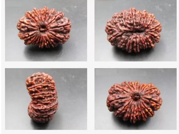 16 Mukhi Rudraksha Nepal 36 mm