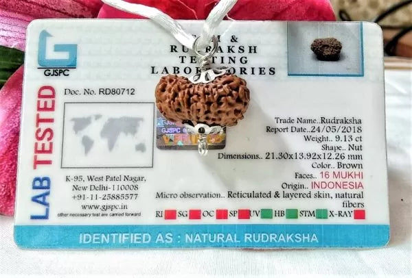 16 mukhi Rudraksha Indonesia 21 mm