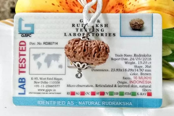 16 Mukhi Rudraksha Indonesia 23 mm