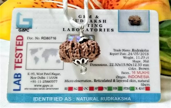 16 Mukhi Rudraksha Indonesia 22 mm
