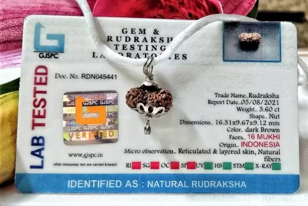 16 Mukhi Rudraksha Indonesia 16 mm