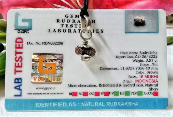 16 Mukhi Rudraksha Indonesia 11 mm