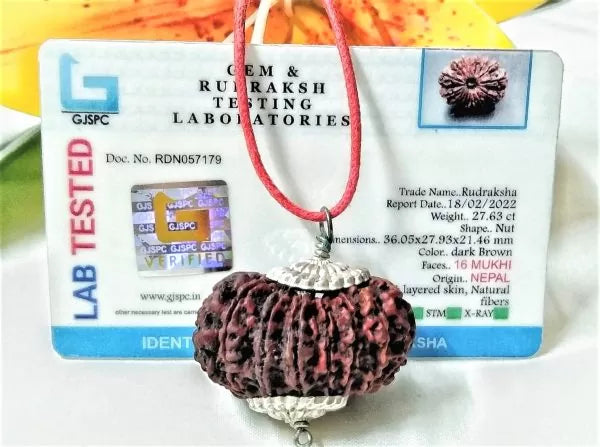 16 Mukhi Rudraksha Nepal 36 mm