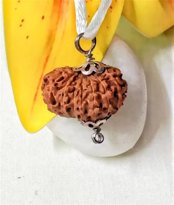 16 Mukhi Rudraksha Indonesia 23 mm