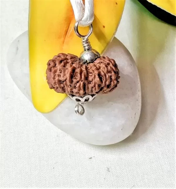 16 Mukhi Rudraksha Indonesia 22 mm