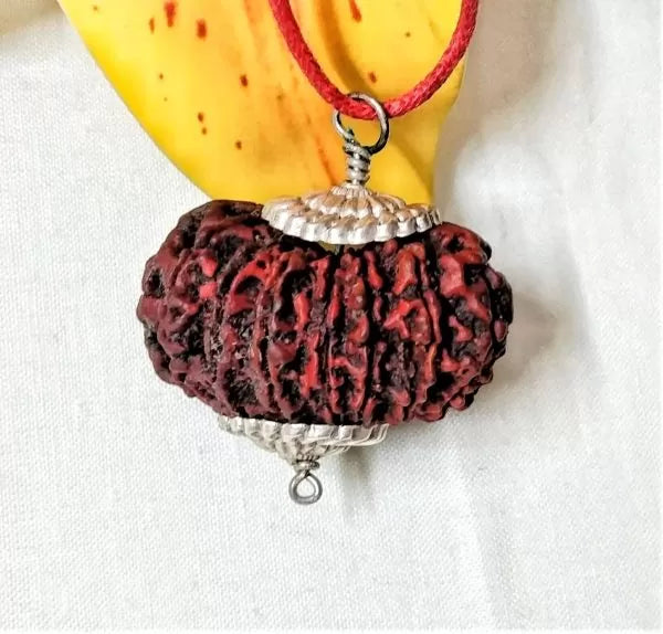 16 Mukhi Rudraksha Nepal 36 mm