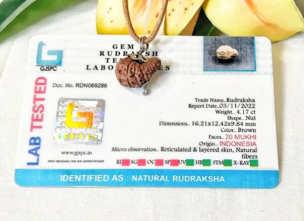 20 Mukhi Rudraksha Indonesia 16 mm