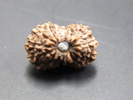 16 Mukhi Rudraksha Indonesia 11 mm
