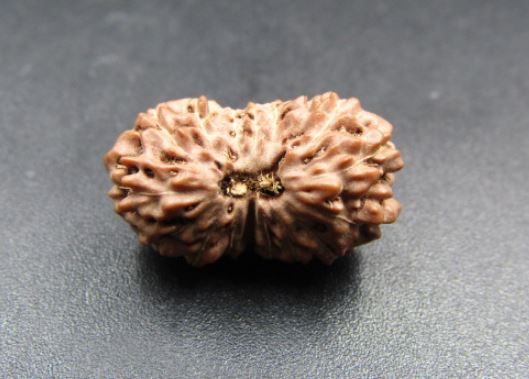 16 Mukhi Rudraksha Indonesia 16 mm