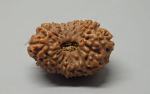16 mukhi Rudraksha Indonesia 21 mm