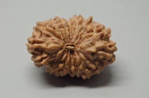 16 Mukhi Rudraksha Indonesia 22 mm