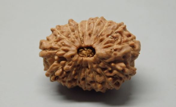 16 Mukhi Rudraksha Indonesia 23 mm