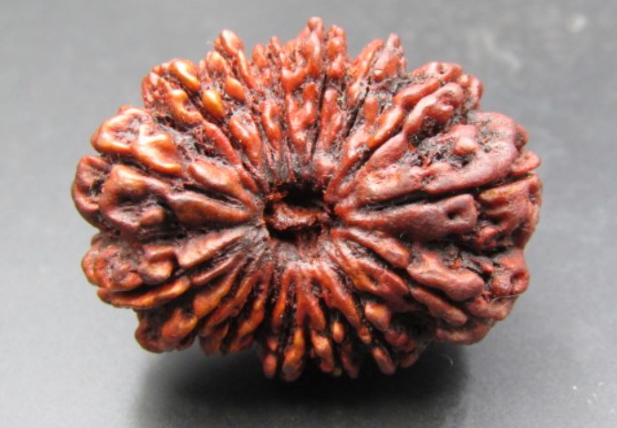 16 Mukhi Rudraksha Nepal 36 mm