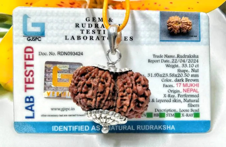 17 Mukhi Rudraksha Nepal 31 mm