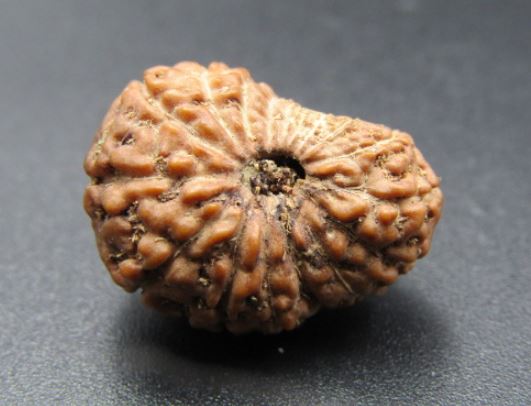 17 Mukhi Rudraksha Indonesia 18 mm
