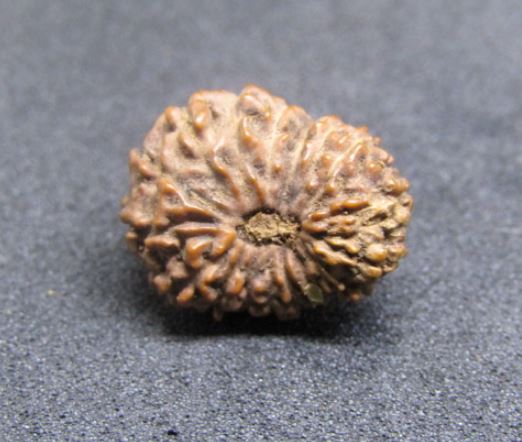 17 Mukhi Rudraksha Indonesia 19 mm