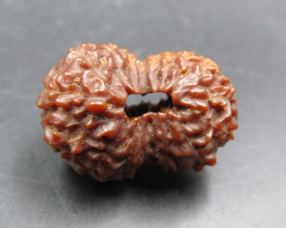 17 Mukhi Rudraksha Indonesia 20 mm