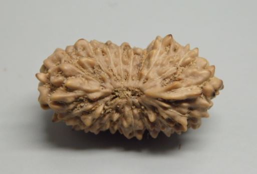17 Mukhi Rudraksha Indonesia 21 mm
