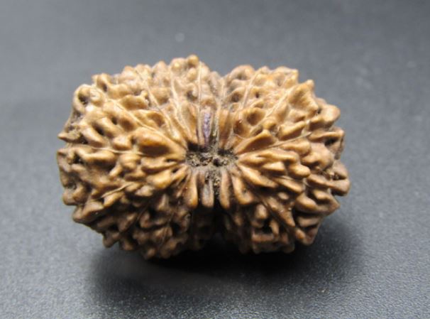 17 Mukhi Rudraksha Indonesia 23 mm