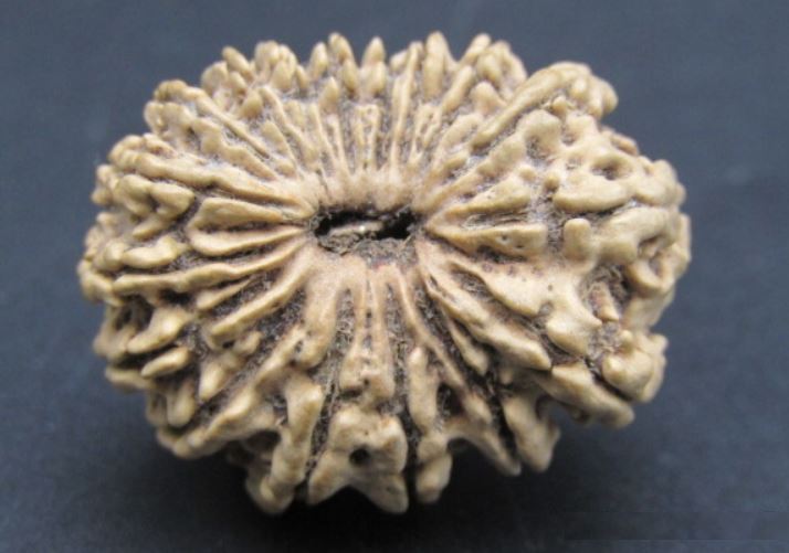 17 Mukhi Rudraksha Nepal 25 mm