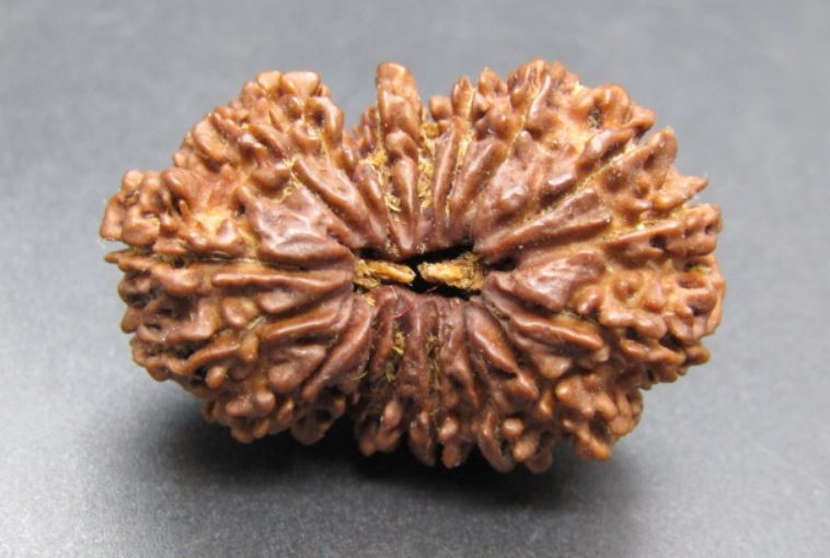17 Mukhi Rudraksha Nepal 33 mm